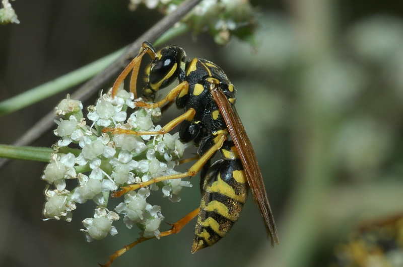 Euodynerus sp.,   Vespidae Eumeninae