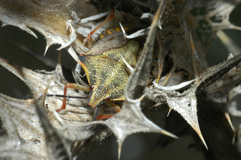 Un Carpocoris mediterraneus atlanticus ben mimetizzato