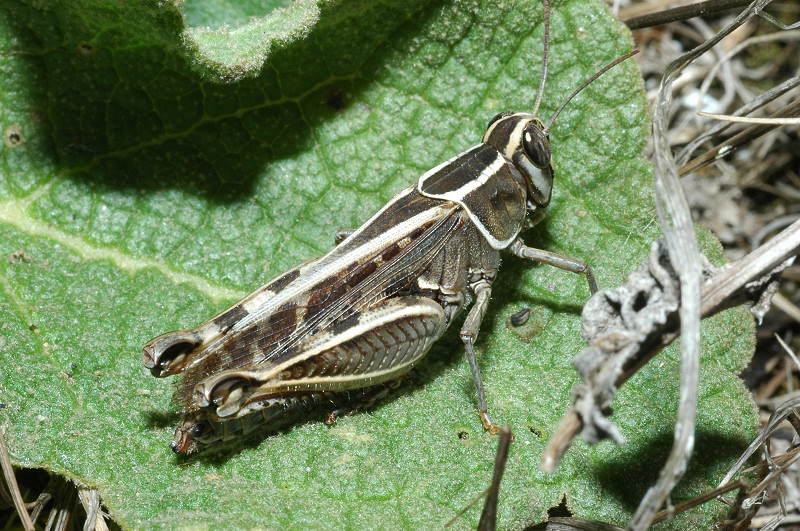 Calliptamus barbarus