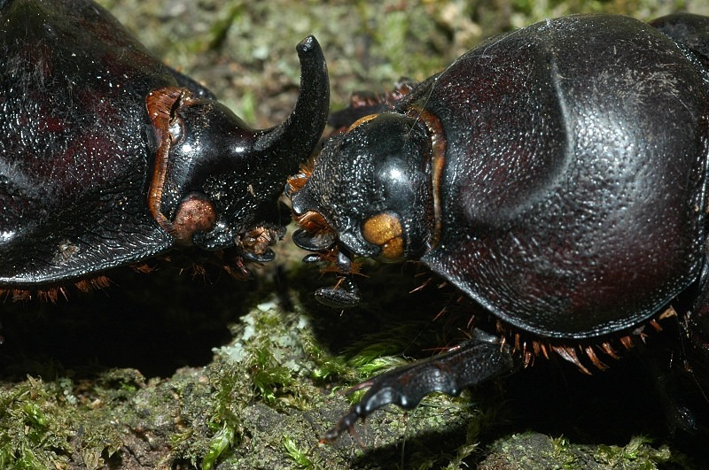 Oryctes nasicornis