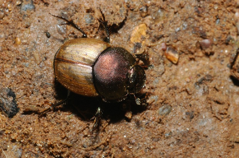 Scarabeide - Onthophagus coenobita