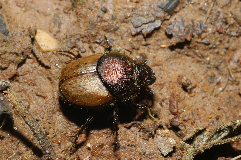 Scarabeide - Onthophagus coenobita