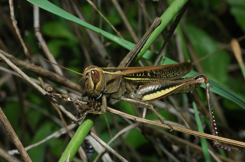 Eyprepocnemis plorans in piena citt di Roma (Orthoptera)