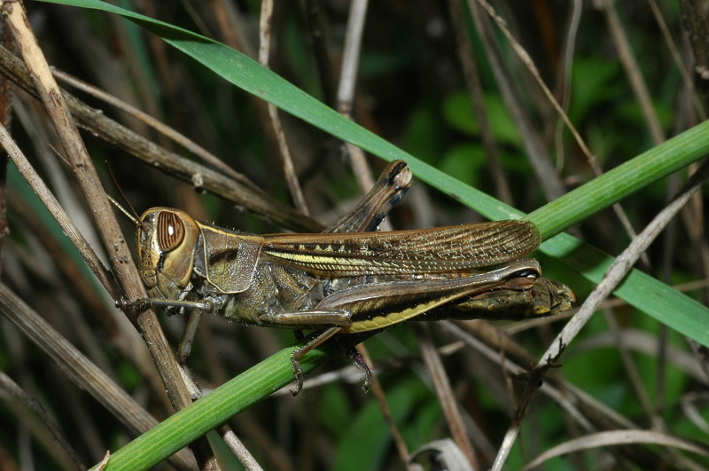 Eyprepocnemis plorans in piena citt di Roma (Orthoptera)