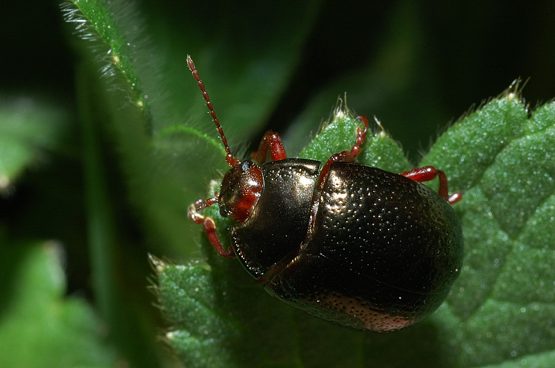 Chrysolina bankii