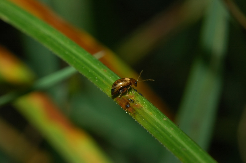 Piccolo coleottero nell''erba Longitarsus sp.