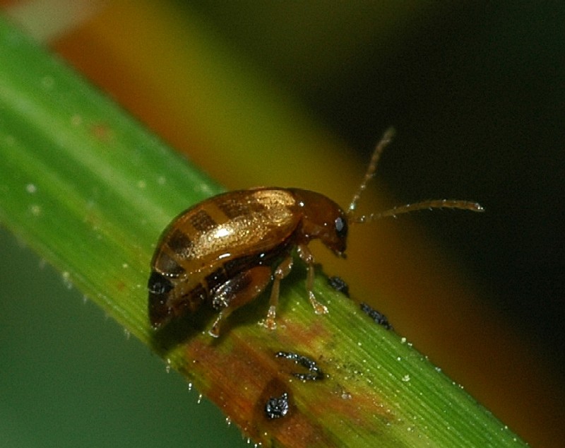 Piccolo coleottero nell''erba Longitarsus sp.