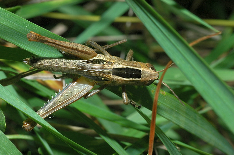 Eyprepocnemis plorans in piena citt di Roma (Orthoptera)