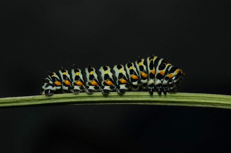 Papilio machaon