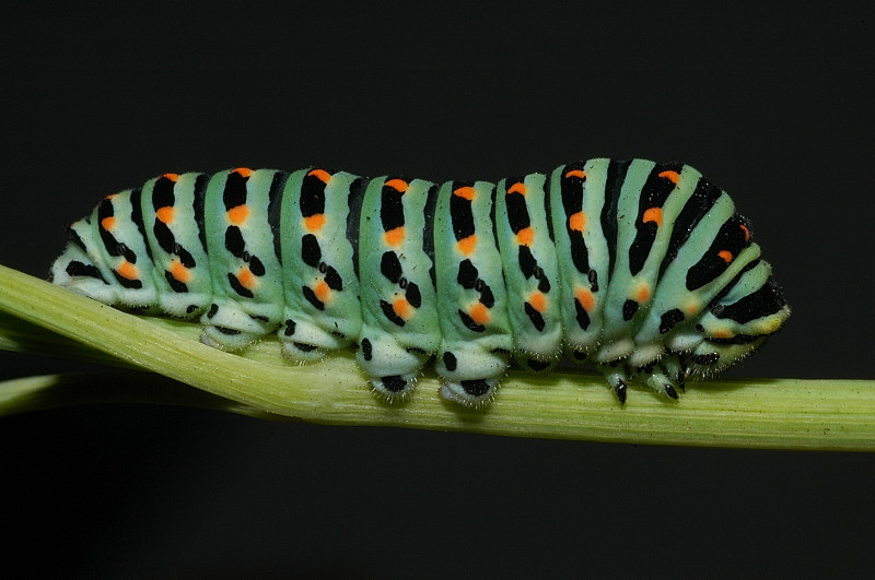 Papilio machaon