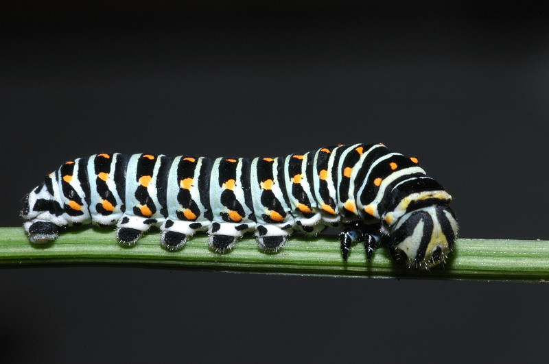 Papilio machaon