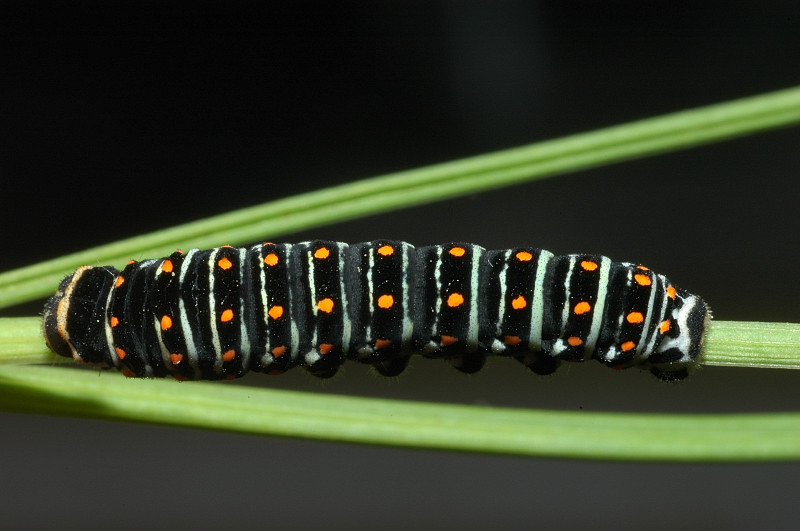 Papilio machaon