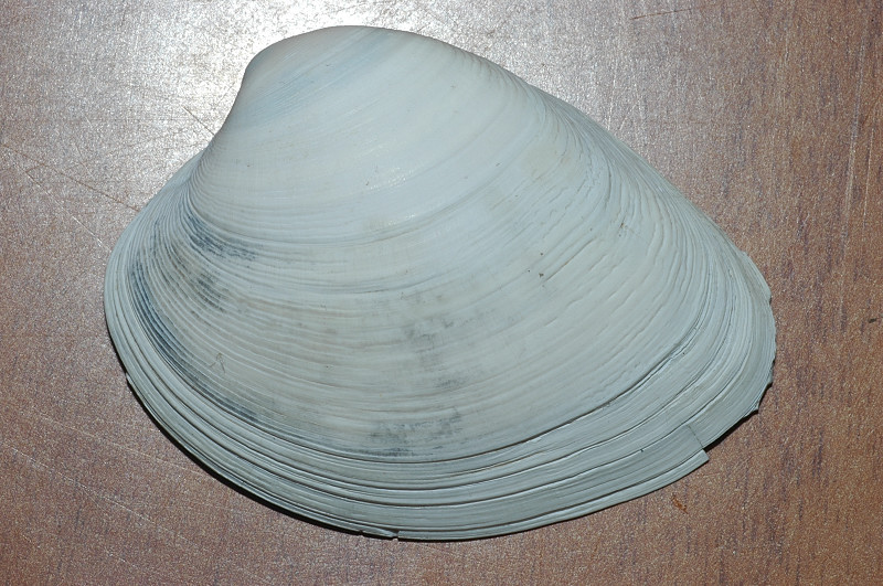 Molluschi fossili