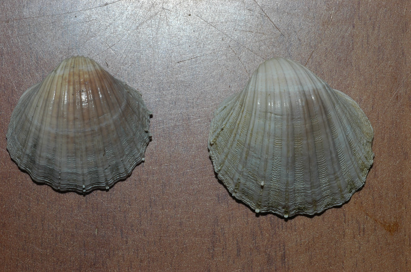 Molluschi fossili