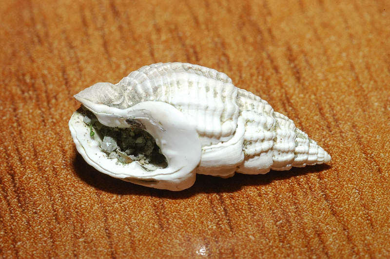 Molluschi fossili