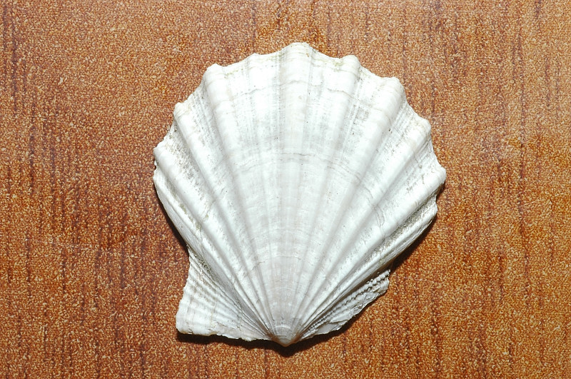 Molluschi fossili