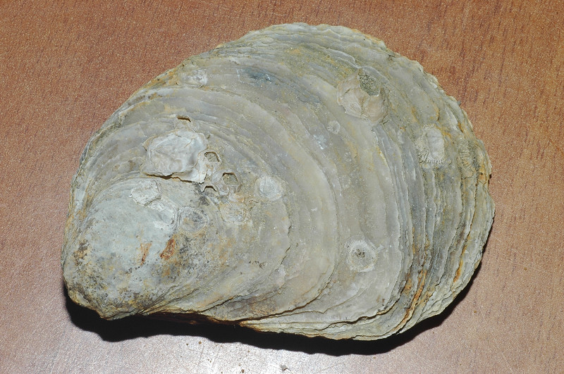 Molluschi fossili