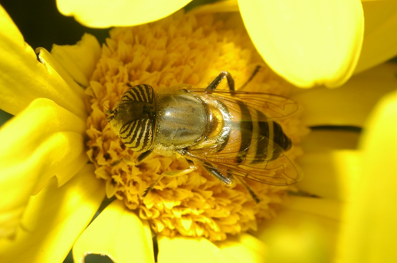 Eristalinus taeniops