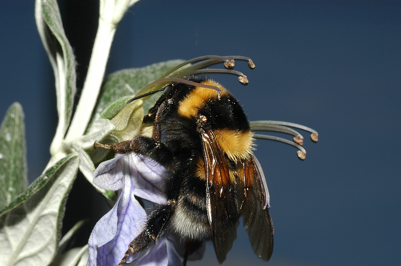 Bombus terrestris, Bombus hortorum e Bombus pascuorum