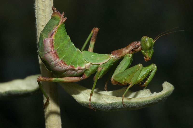 Ameles spallanzania