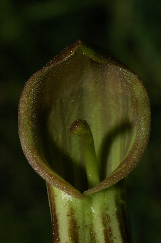 Arisarum vulgare / Arisaro comune