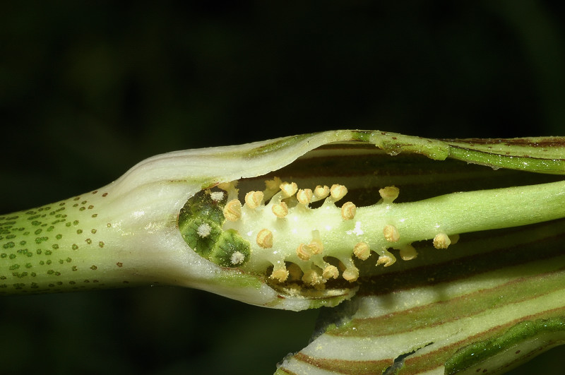 Arisarum vulgare / Arisaro comune