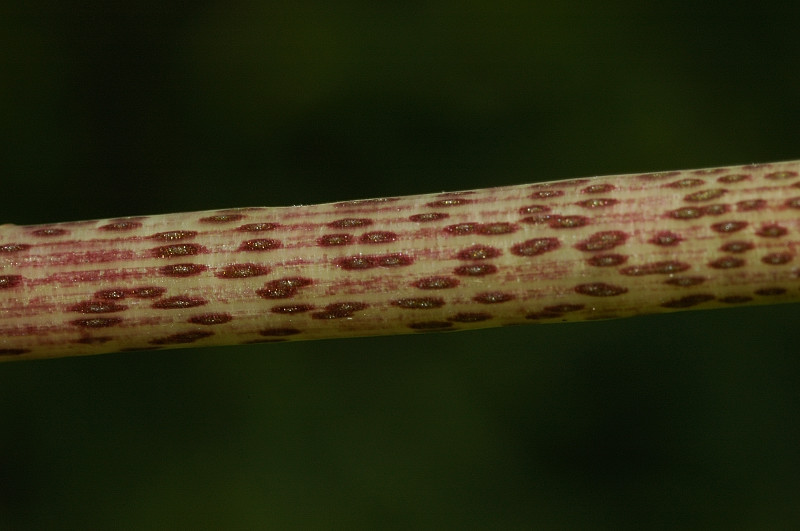 Arisarum vulgare / Arisaro comune
