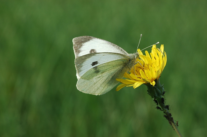 Pieris brassicae