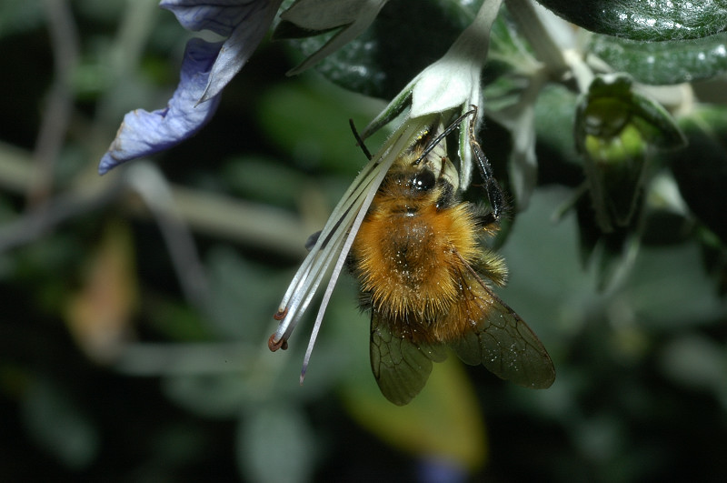 Bombus terrestris, Bombus hortorum e Bombus pascuorum