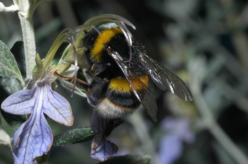 Bombus terrestris, Bombus hortorum e Bombus pascuorum