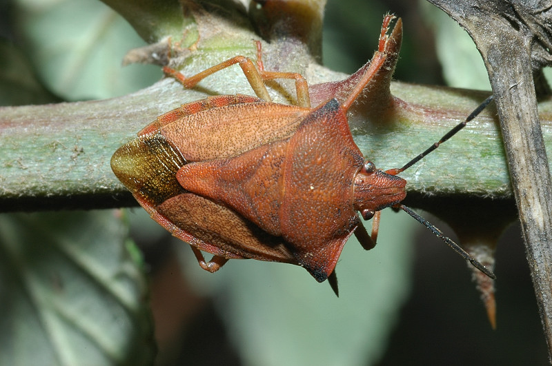 Carpocoris mediterraneus mediterraneus