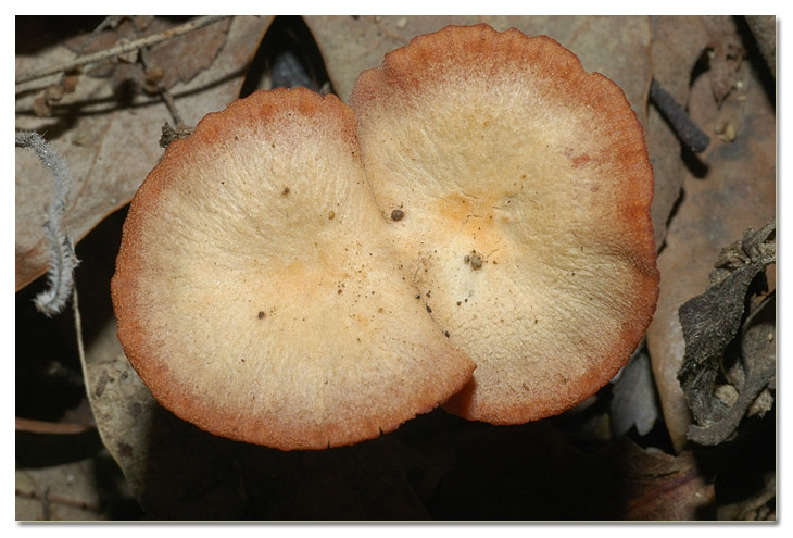 Tra i boschi di Cerveteri