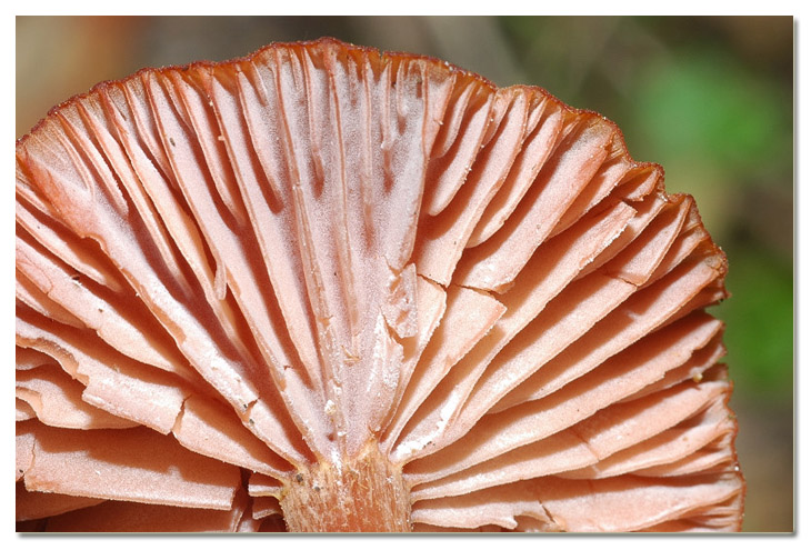 Tra i boschi di Cerveteri