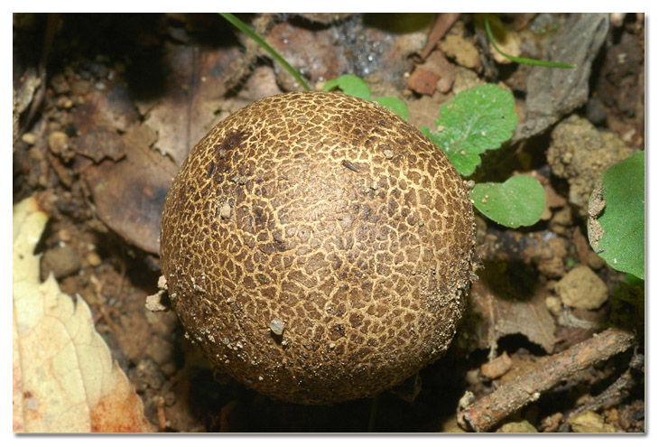 Tra i boschi di Cerveteri