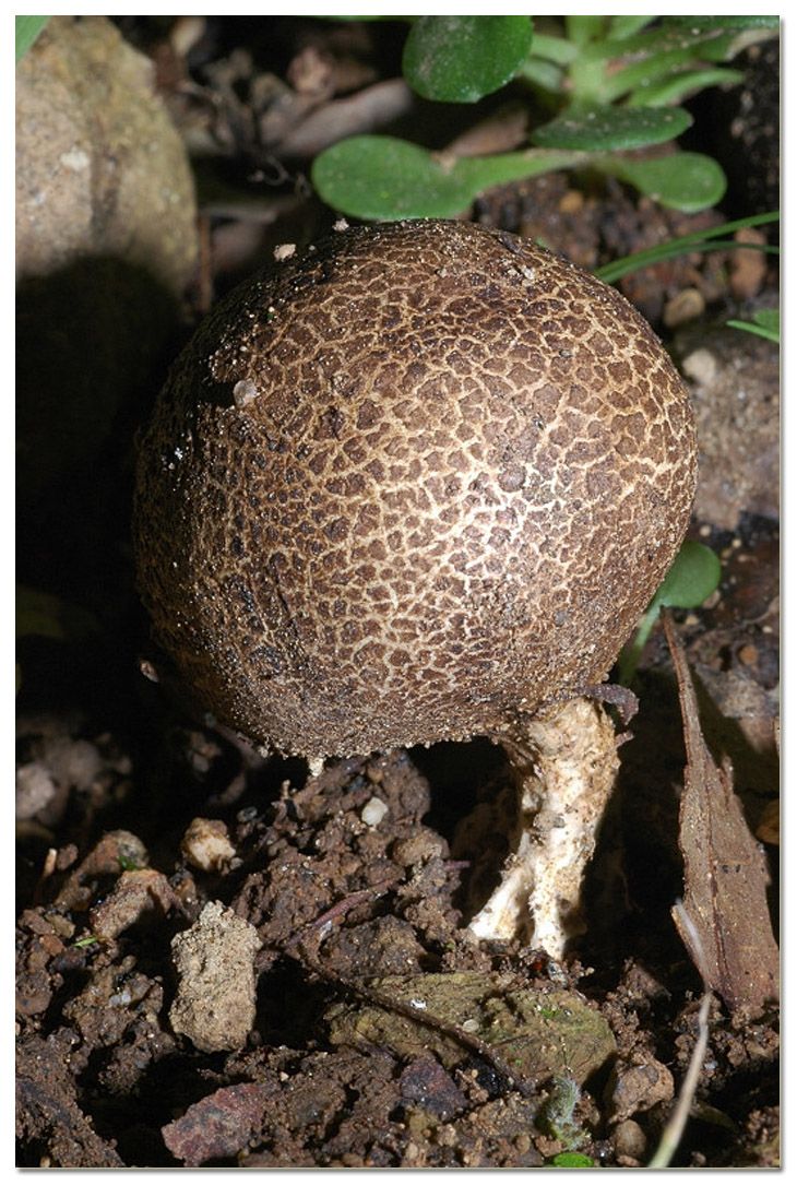 Tra i boschi di Cerveteri