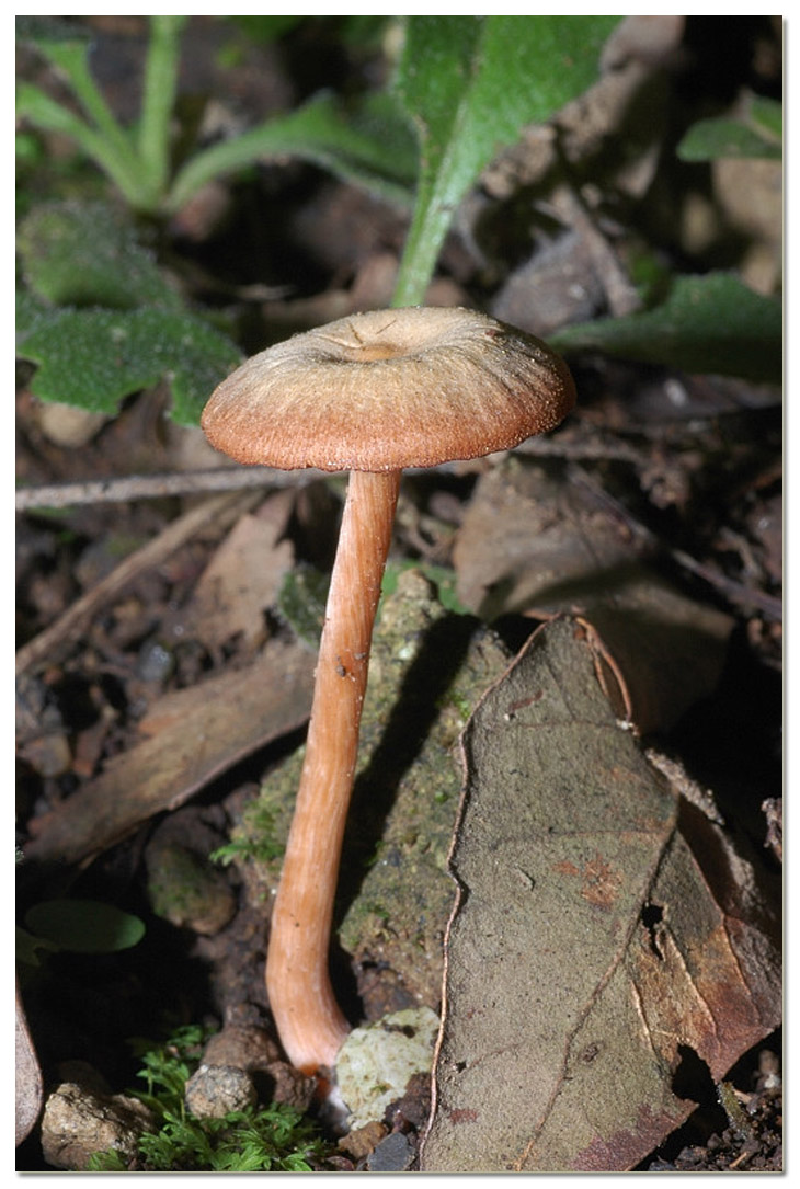 Tra i boschi di Cerveteri