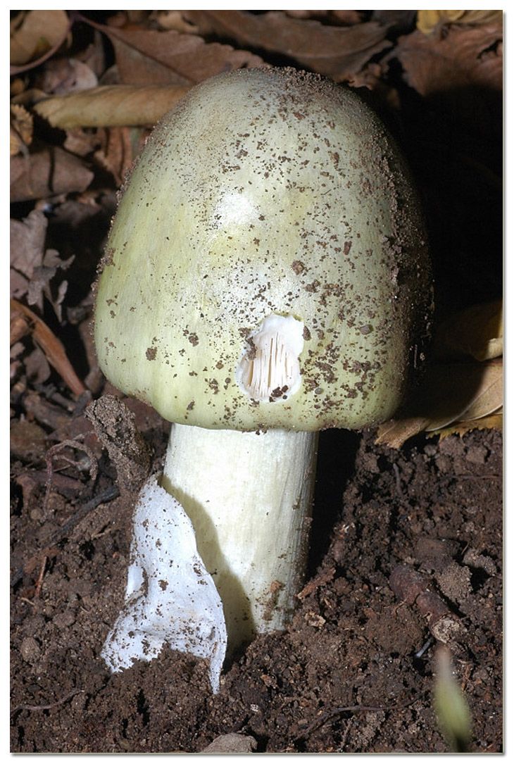 Tra i boschi di Cerveteri