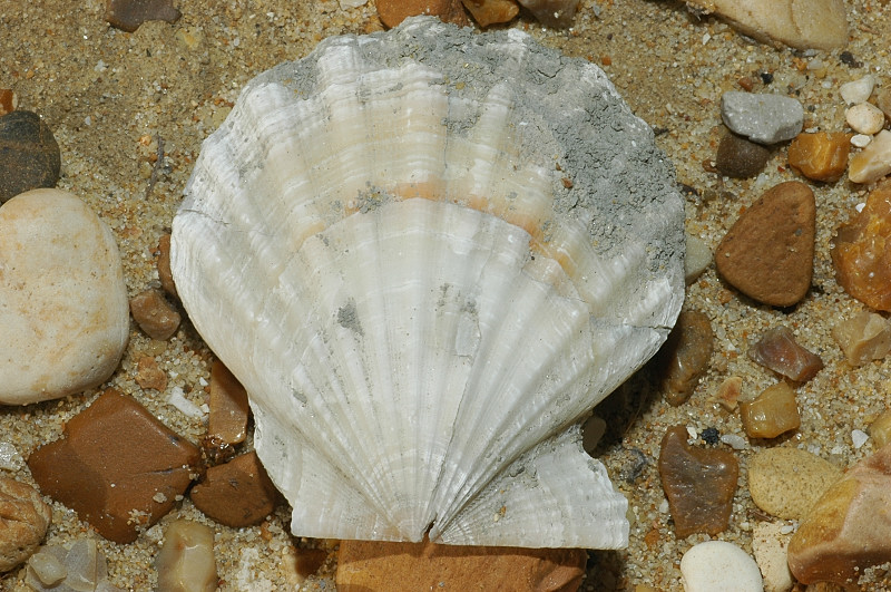 Molluschi fossili