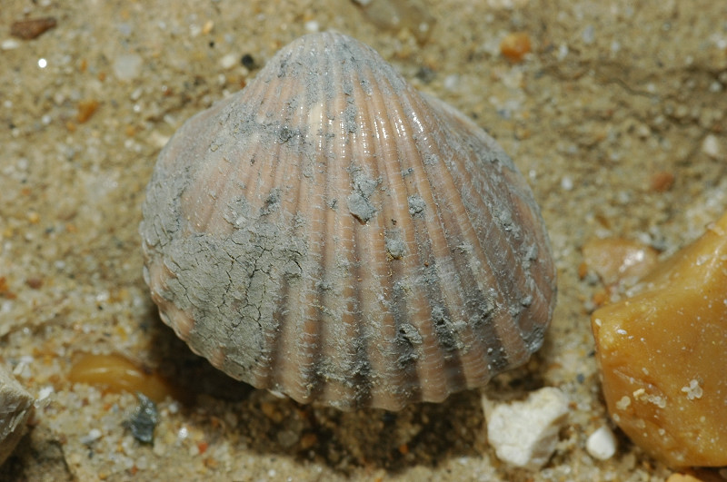 Molluschi fossili