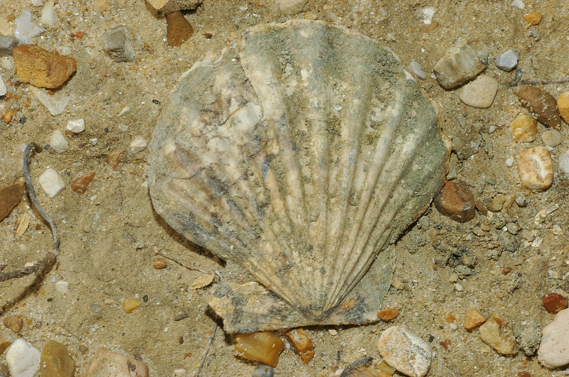 Molluschi fossili
