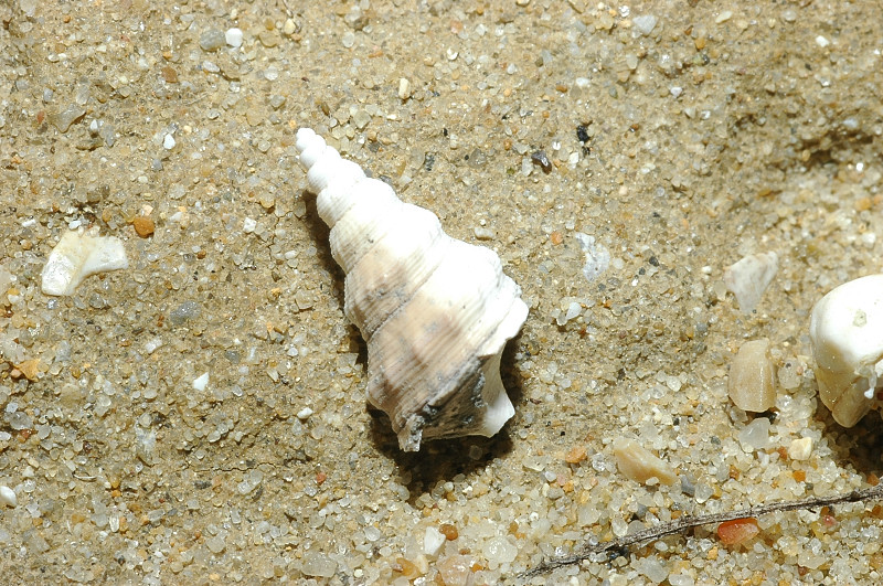 Molluschi fossili