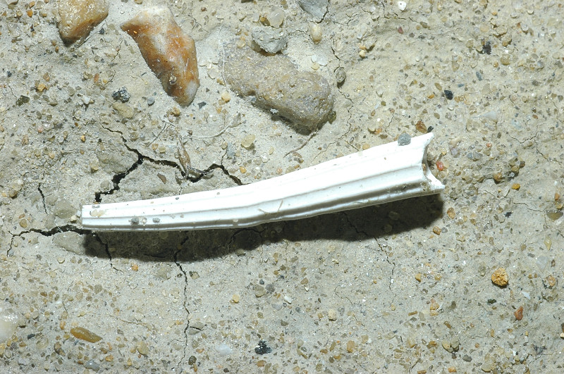Molluschi fossili