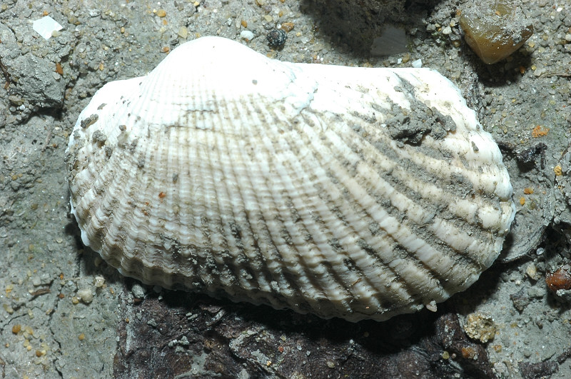 Molluschi fossili