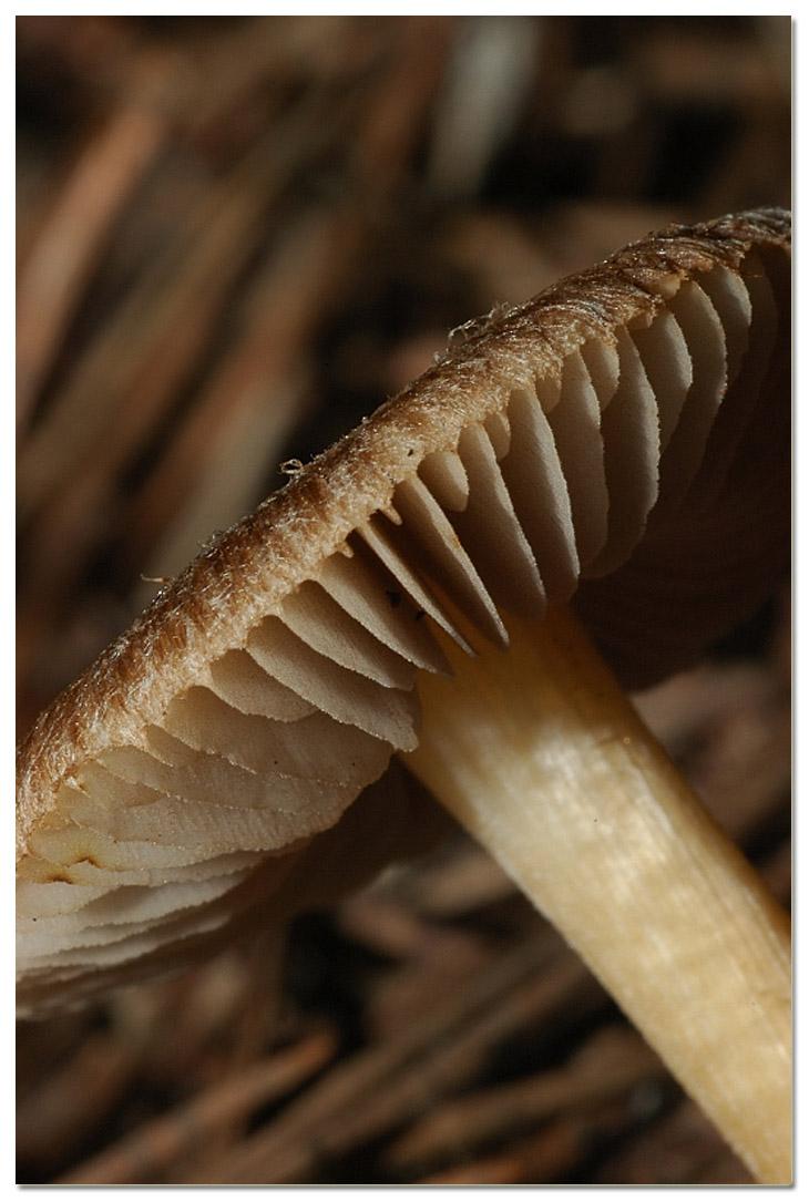 I funghi della Pineta di Procoio
