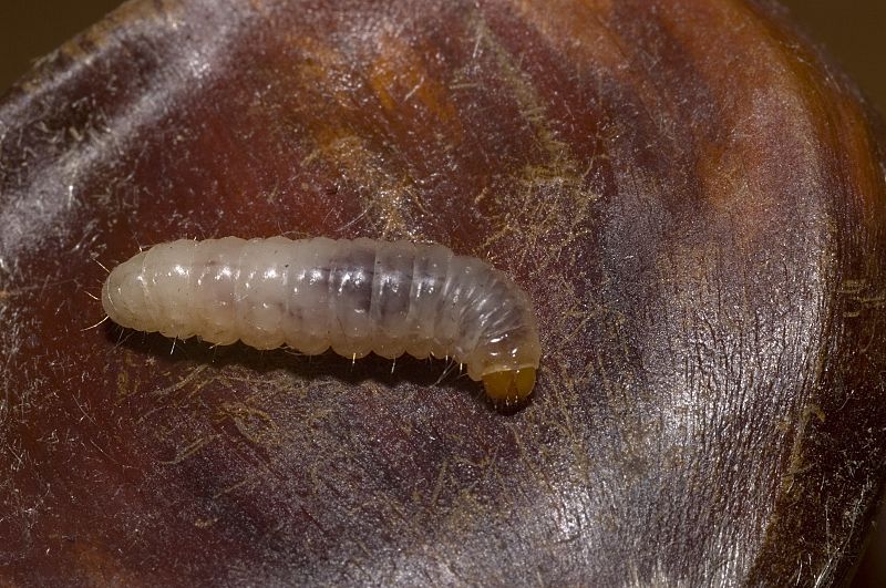 Cydia splendana