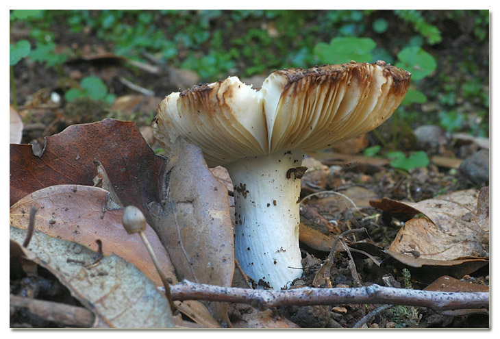 Tra i boschi di Cerveteri