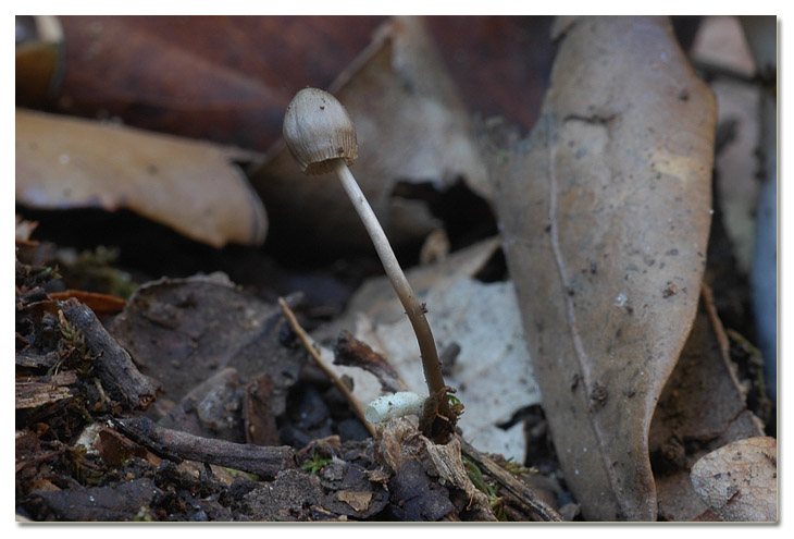 Tra i boschi di Cerveteri
