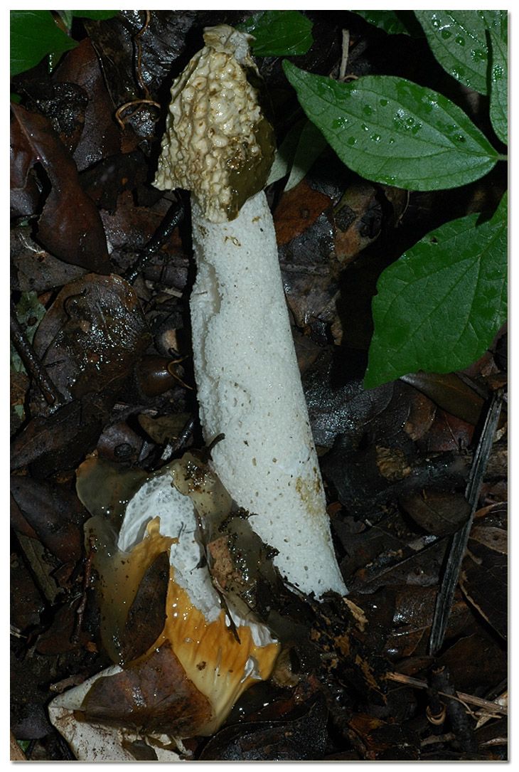 Tra i boschi di Cerveteri