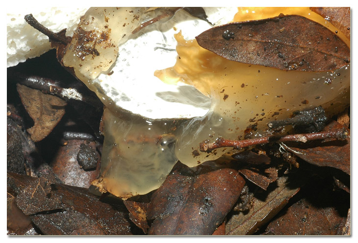 Tra i boschi di Cerveteri