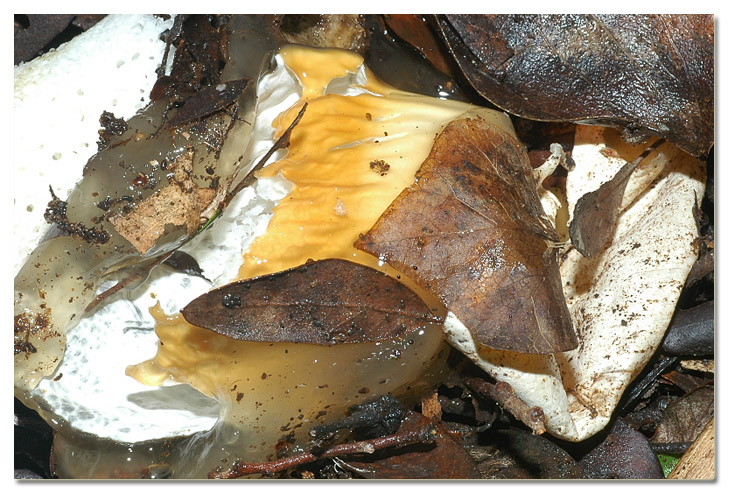 Tra i boschi di Cerveteri